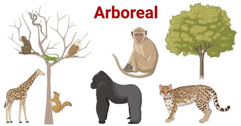 what is the definition of arboreal